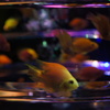 金魚２