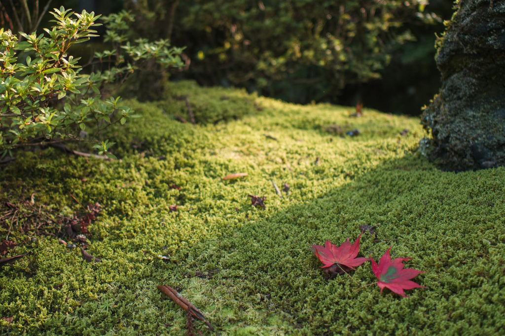 Autumn color