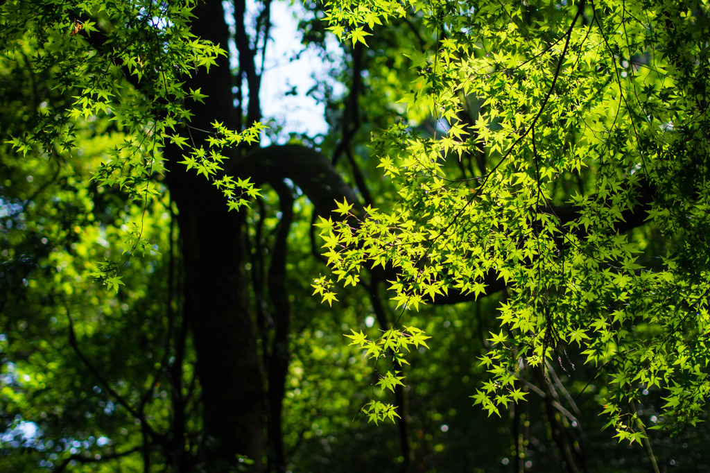 summer leaves
