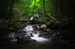In the forest stream