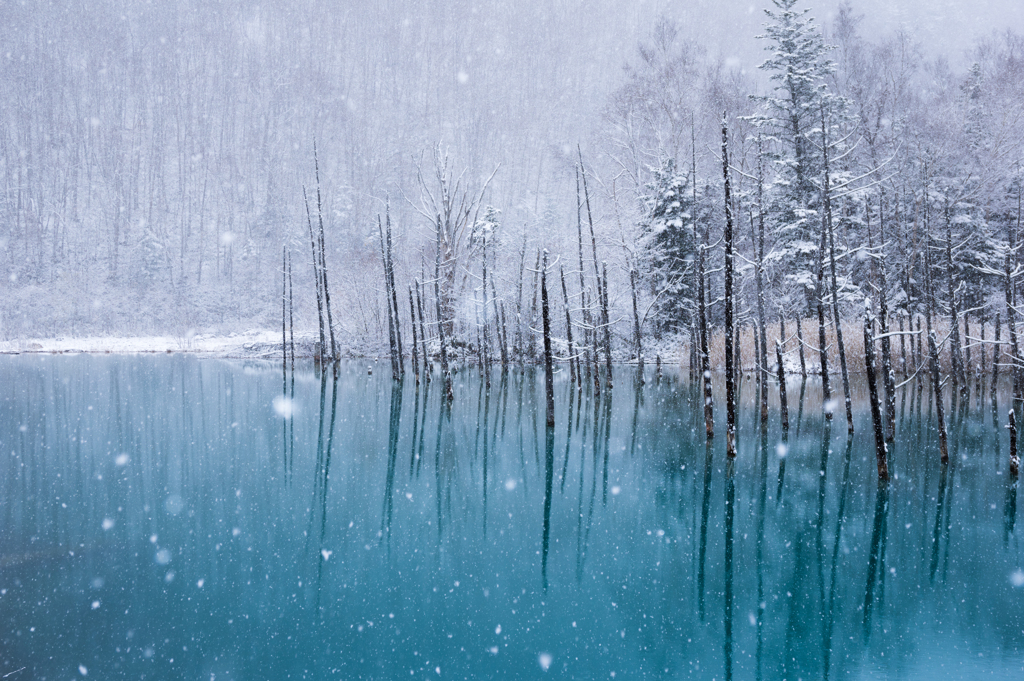 白雪舞う青い池