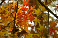 DA16-85mm 85mm F5.6