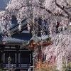 久遠寺の春