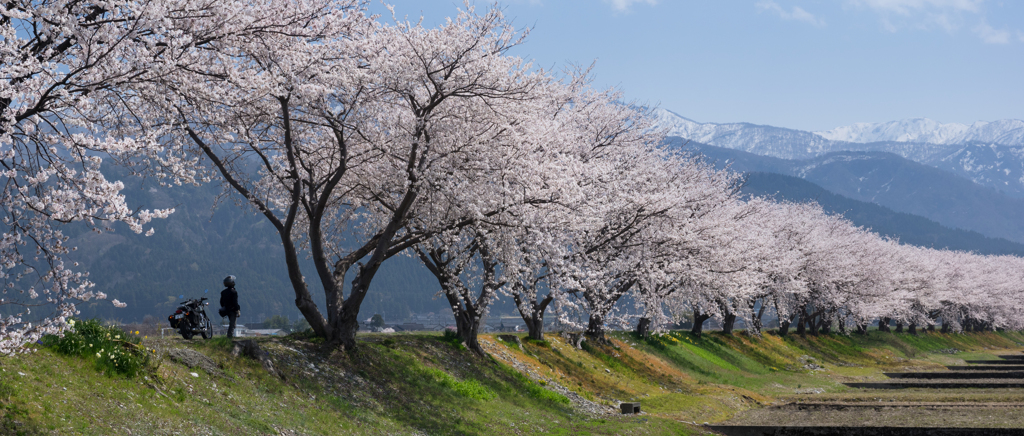 桜並木に足を止めて