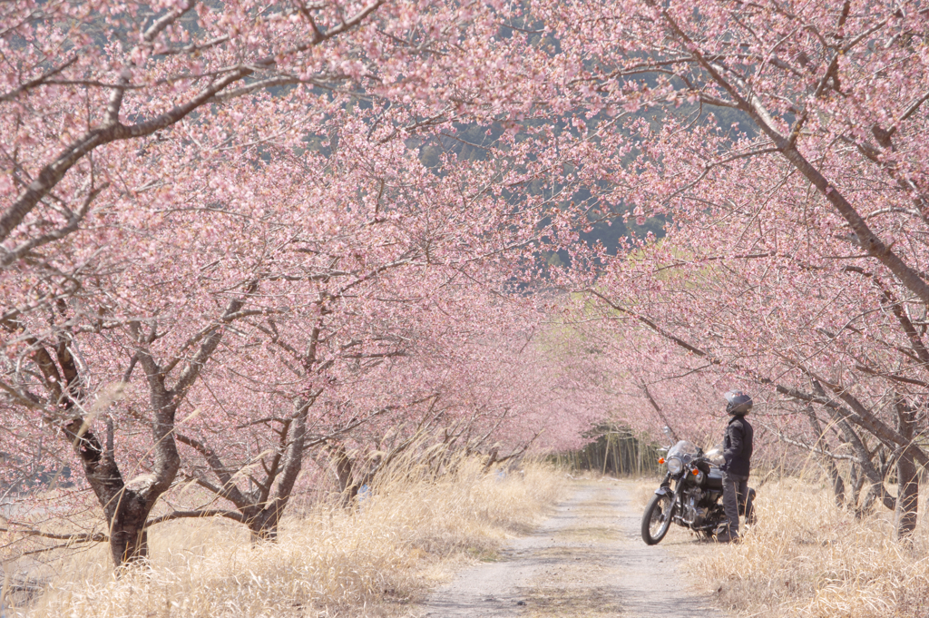 桜トンネルとの出会い