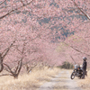 桜トンネルとの出会い