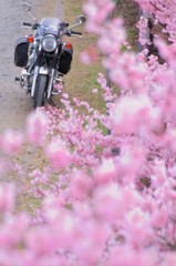 足を止め、花を見上げ。