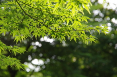 IMGP0945