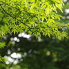 IMGP0945
