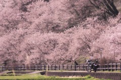 春景を往く