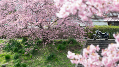 桜堤でひと休み。