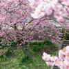 桜堤でひと休み。