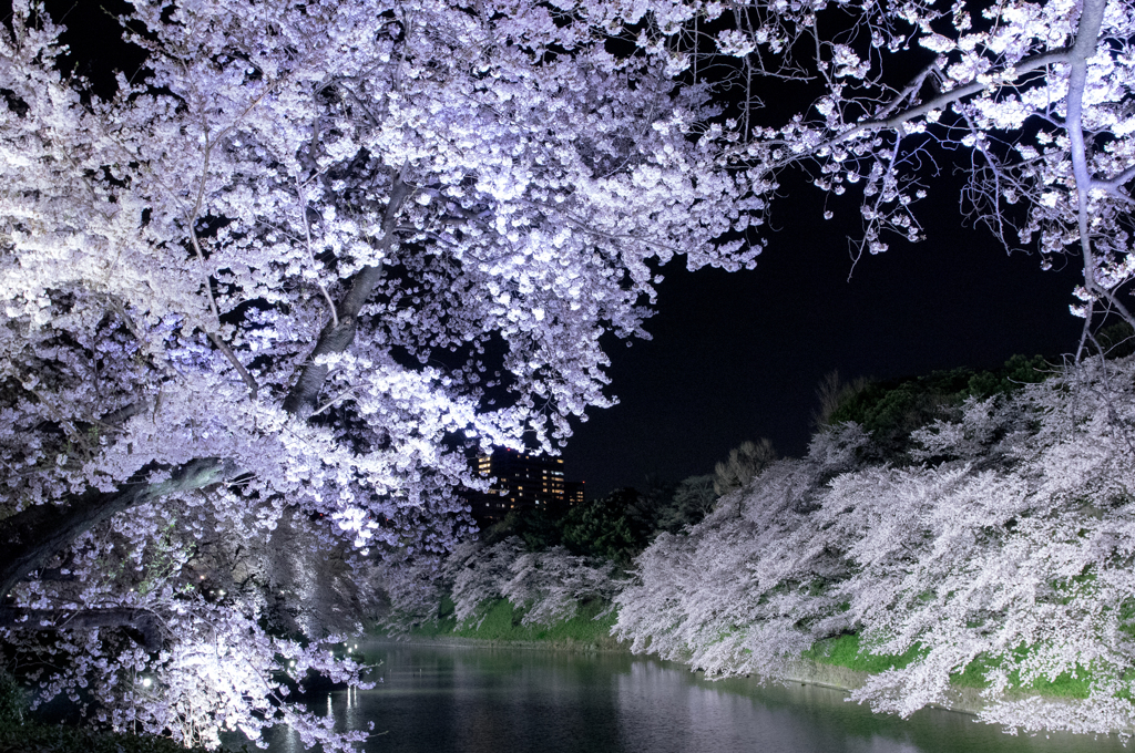 千鳥ヶ淵の夜