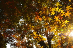 DA16-85mm 16mm F5.6