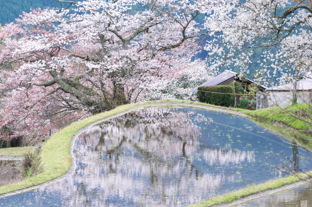三多気の春