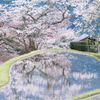 三多気の春