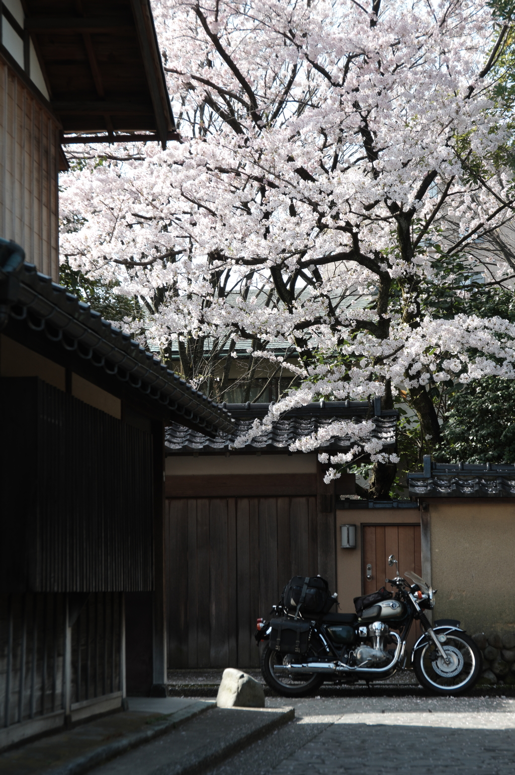 春に佇む