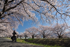 桜トンネル