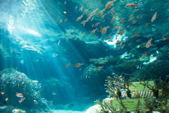 光の水族館