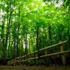 初夏の美人林