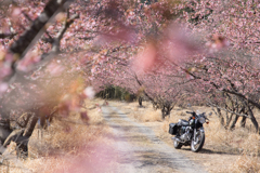 桜トンネルで一休み