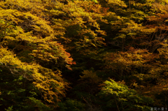 錦の陰陽
