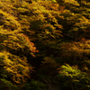 錦の陰陽