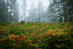 霧の先に広がる花園