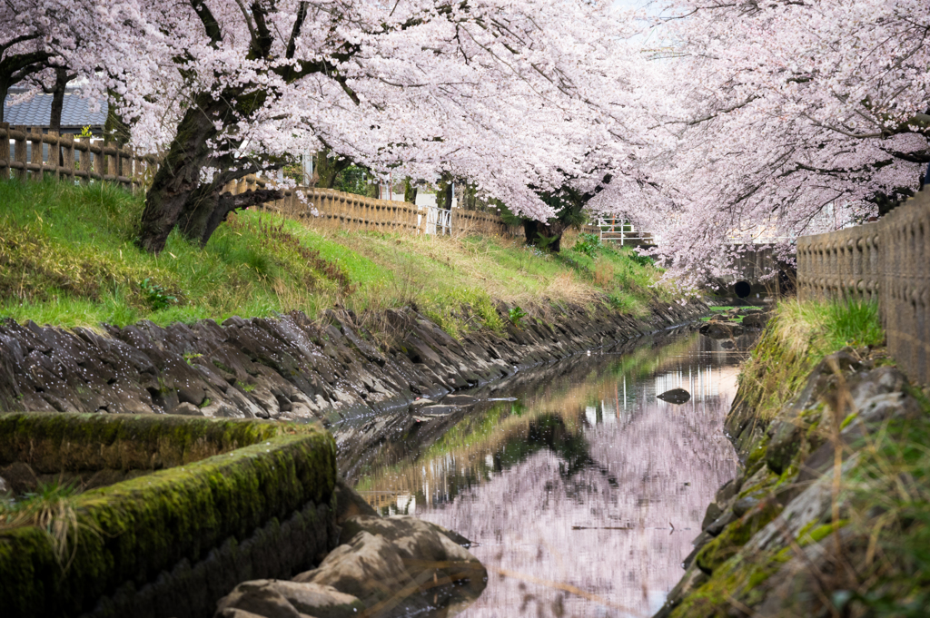 真岡桜情景