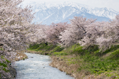 富山の春景