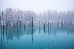 白雪舞う青い池