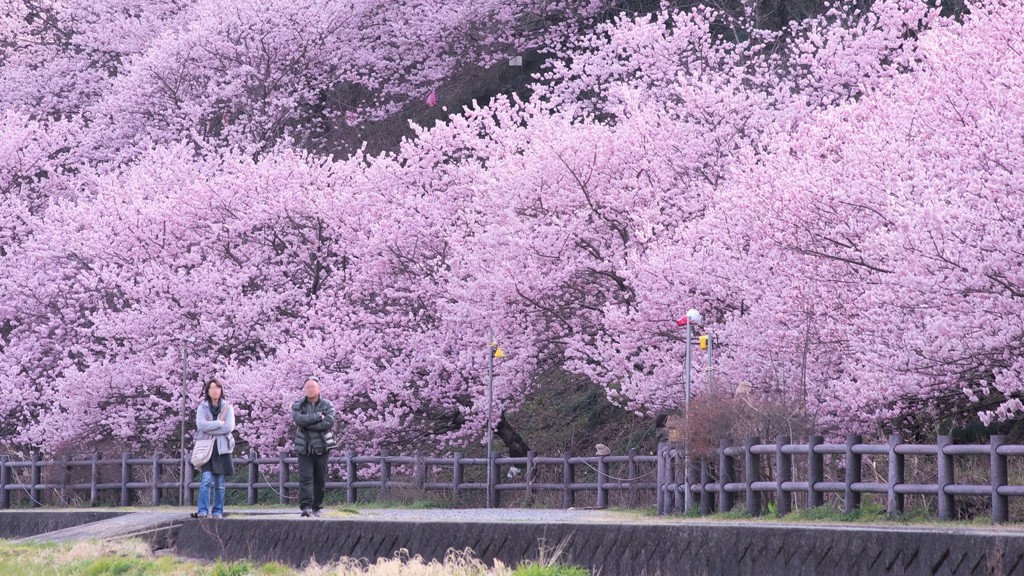 春景散策