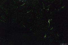 梅雨の夜の宴
