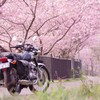 春爛漫