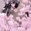 春色に包まれて。