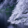 幽玄なる桜花