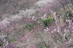 湯河原梅林