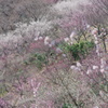 湯河原梅林