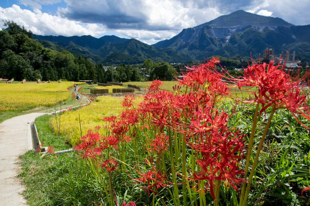 初秋の田園風景