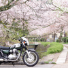春の哲学の道