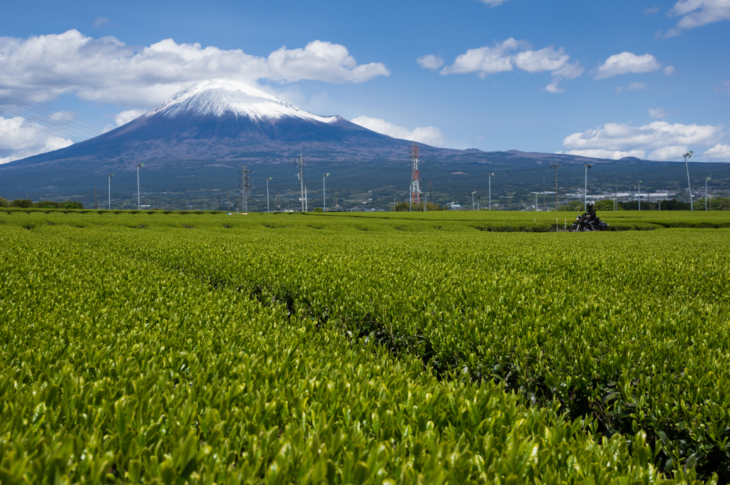 富士山麓に広がる茶畑