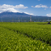富士山麓に広がる茶畑
