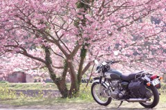桜花の袂に佇む