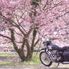 桜花の袂に佇む