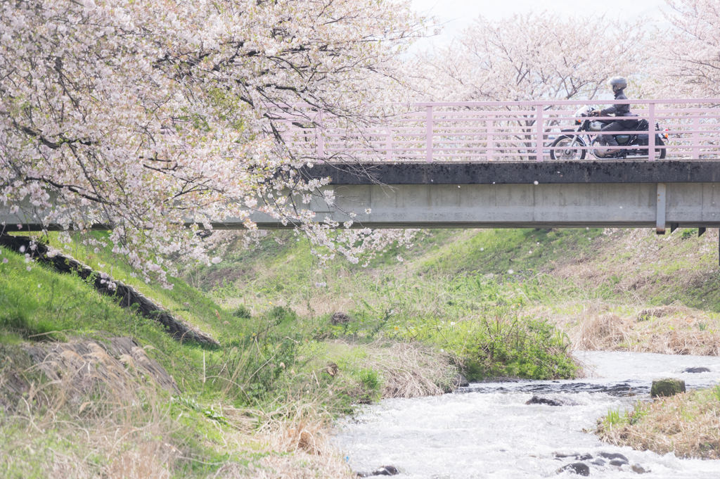 花巡りの旅
