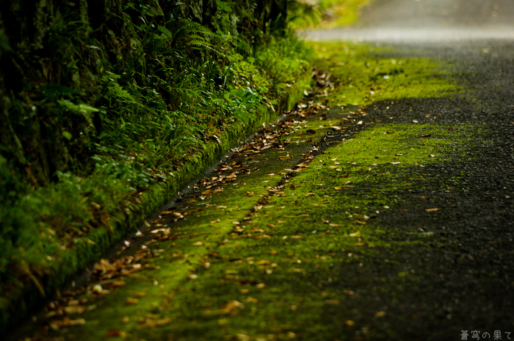 苔生す路