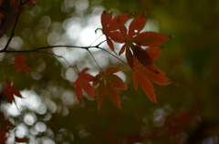 津和野#21