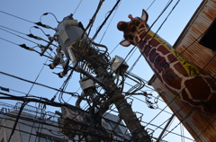 きりん