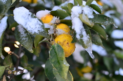 雪の日#8