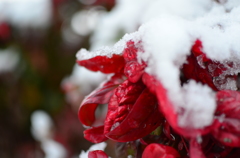 雪の日#1